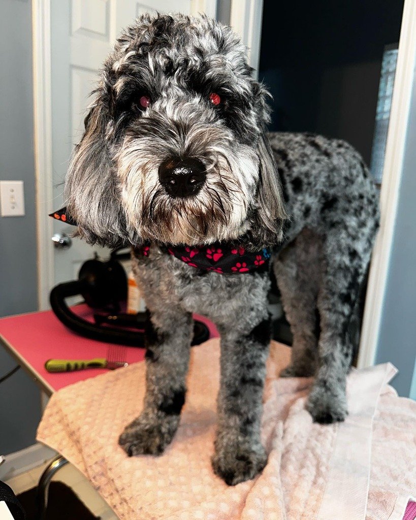 Freshly groomed Merle Doodle looking dapper on grooming table